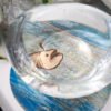 Coaster Angler Fish