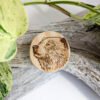 Handmade Wooden Grizzly Bear Magnet