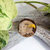 Handmade Wooden Eagle Magnet